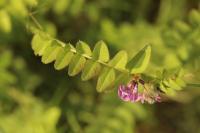 Vicia sepium