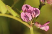 Vicia sepium