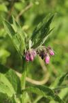 Symphytum officinale