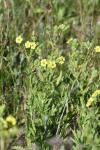 Potentilla recta