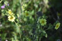 Potentilla recta