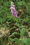 Digitalis purpurea