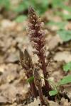Orobanche hederae