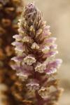 Orobanche hederae