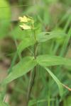 Melampyrum pratense