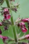 Stachys sylvatica