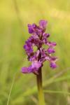 Anacamptis morio