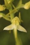 Platanthera chlorantha