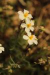 Helianthemum apenninum