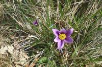 Pulsatilla vulgaris