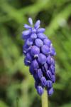 Muscari neglectum