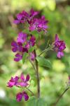 Lunaria annua
