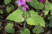 Lunaria annua