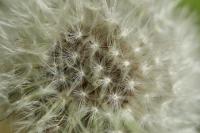 Taraxacum officinale