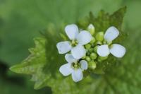 Alliaria petiolata