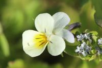 Viola arvensis