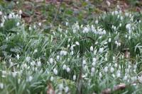 Galanthus nivalis