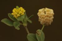 Trifolium campestre