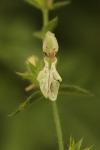 Stachys recta