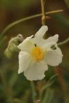 Helianthemum apenninum