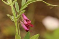 Vicia pannonica