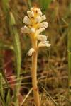 Orobanche picridis-hieracioidis