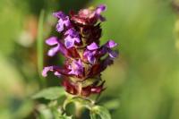 Prunella vulgaris