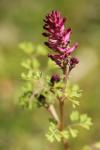 Fumaria officinalis