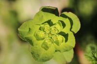 Euphorbia helioscopia