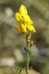 Genista tinctoria