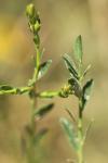 Genista tinctoria