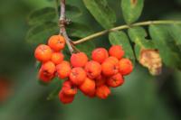 Sorbus aucuparia