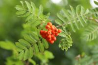 Sorbus aucuparia