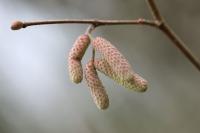 Corylus avellana