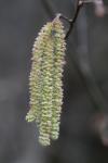 Corylus avellana