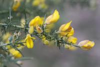 Ulex europaeus