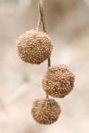 Platanus x hispanica