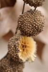 Platanus x hispanica