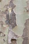 Platanus x hispanica