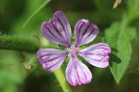 Malva sylvestris