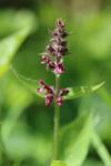 Stachys sylvatica