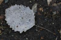 Populus tremula