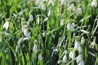 Galanthus nivalis