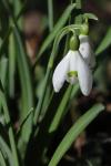 Galanthus nivalis