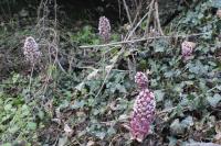 Petasites hybridus
