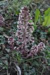 Petasites hybridus