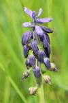 Muscari neglectum