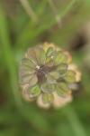 Microthlaspi perfoliatum
