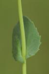 Microthlaspi perfoliatum