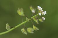 Microthlaspi perfoliatum